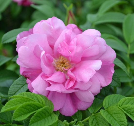 Rosa rugosa 'Pink Pavement'