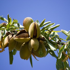 Prunus dulcis 'Hall's Hardy Almond' (Almond)