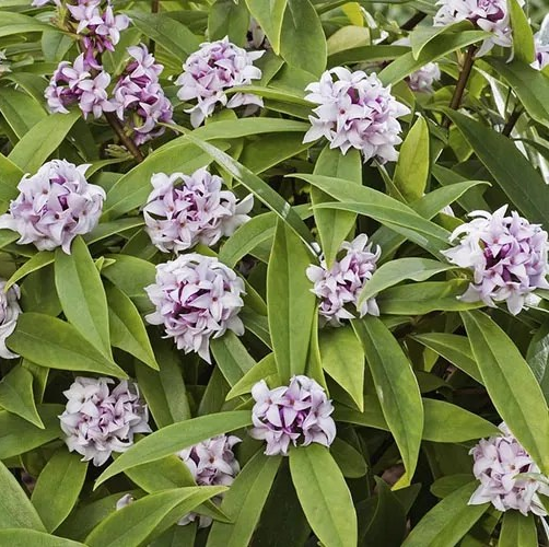 Daphne 'Perfume Princess'