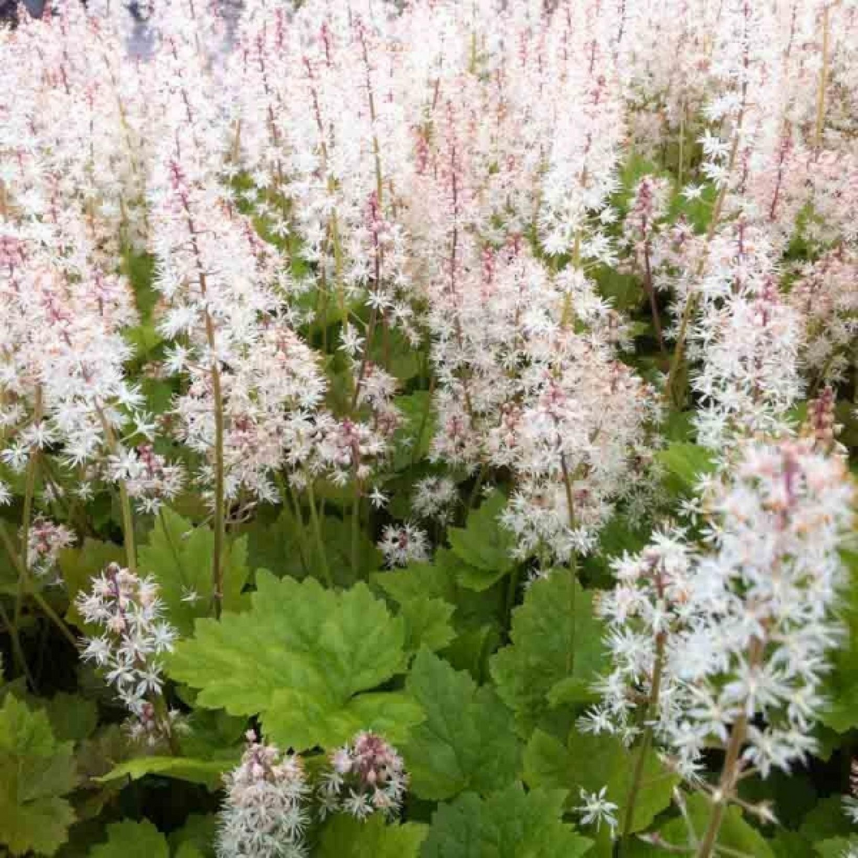 Tiarella cordifolia 'Tiger Stripe'