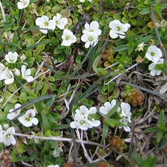 Veronica repens (Creeping Speedwell)