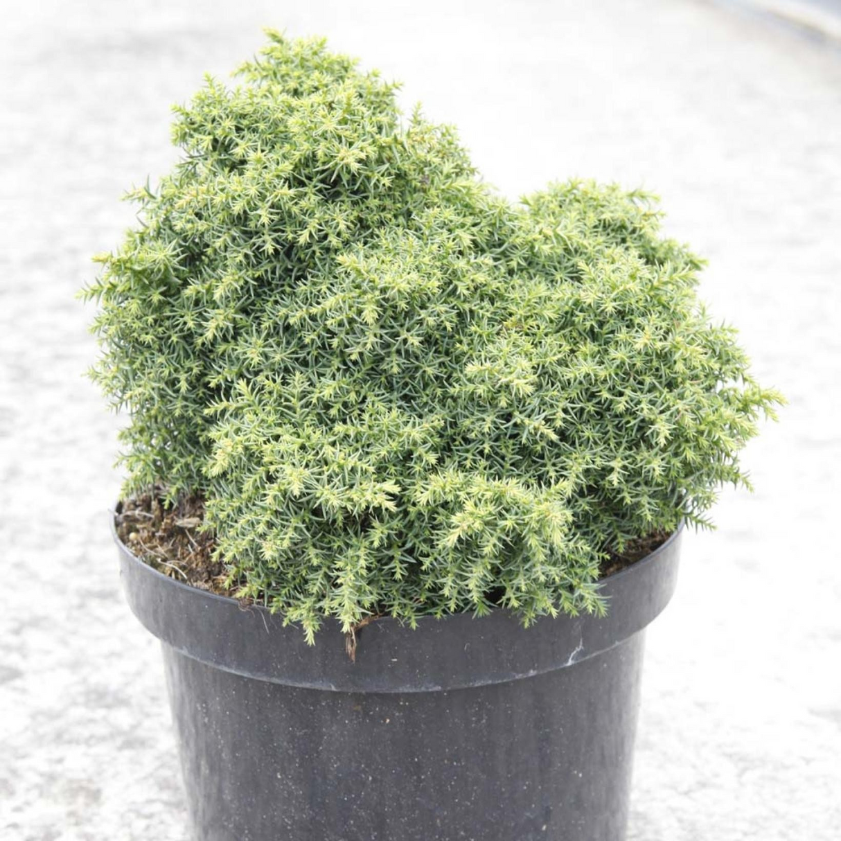 Cryptomeria japonica 'Yokohama'