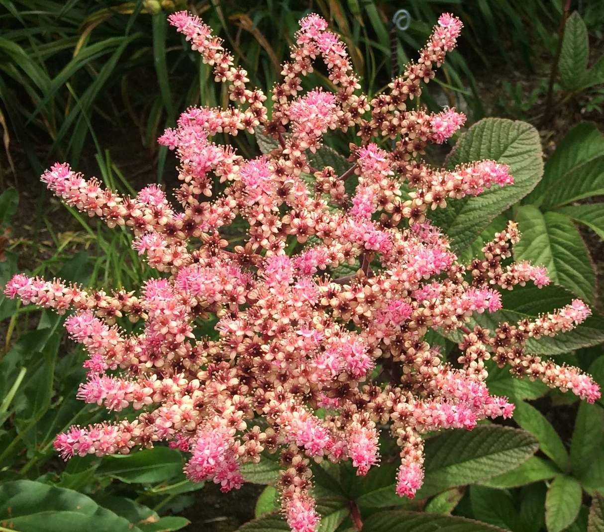 Rodgersia pinnata 'Fireworks'