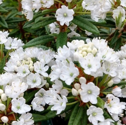 Rhododendron diversipilosum 'Milky Way'