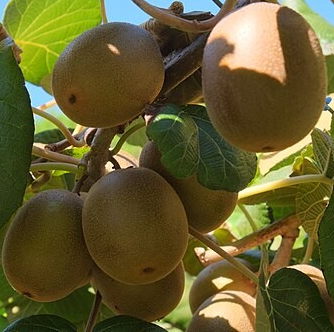 Actinidia chinensis Female (Kiwi)