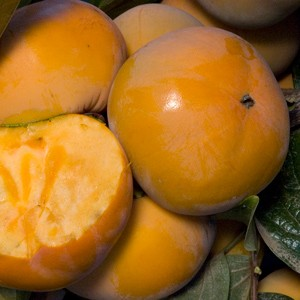 Diospyros kaki 'Fuyu Imoto' (Asian Persimmon)