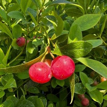 Vaccinium 'Florida Rose' (Blueberry)