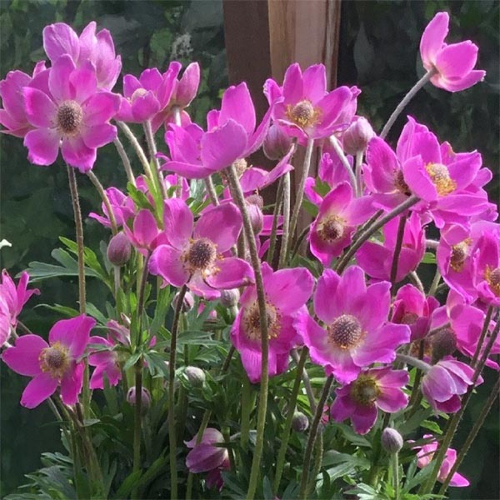 Anemone 'Spring Beauty Pink' (Windflower)