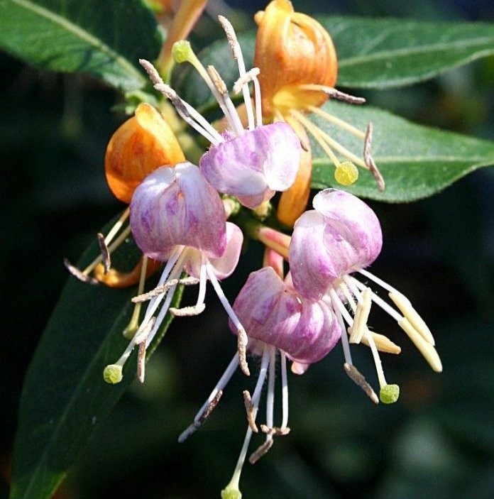 Lonicera hybrid 'Candy Swirl'