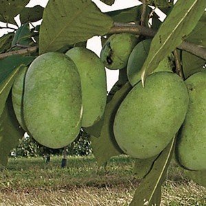 Asimina triloba 'Shenandoah'