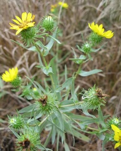 Grindelia integrifolia (Puget Sound Gumweed)