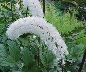 Actaea matsumurae 'White Pearl' (Bugbane)