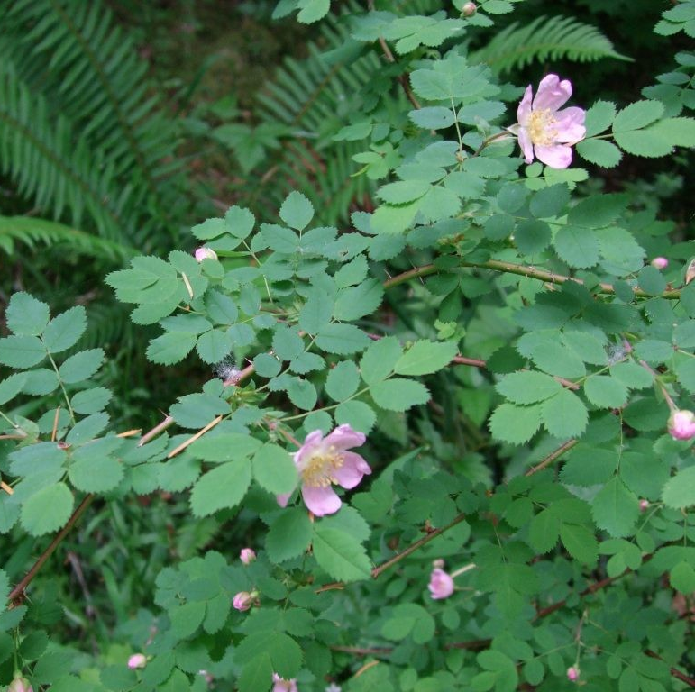 Rosa gymnocarpa (Baldhip Rose)