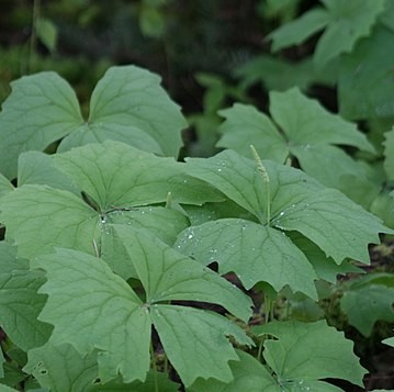 Achlys triphylla (Vanilla leaf)