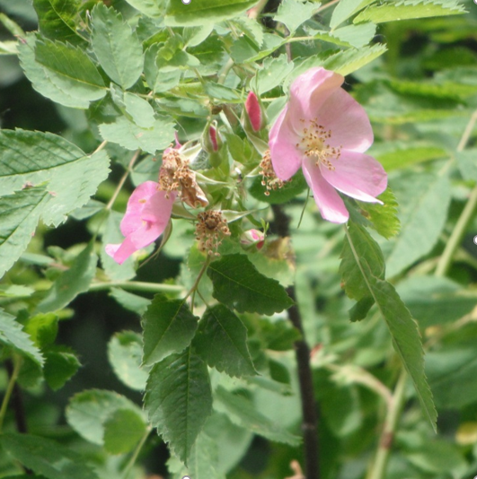 Rosa pisocarpa