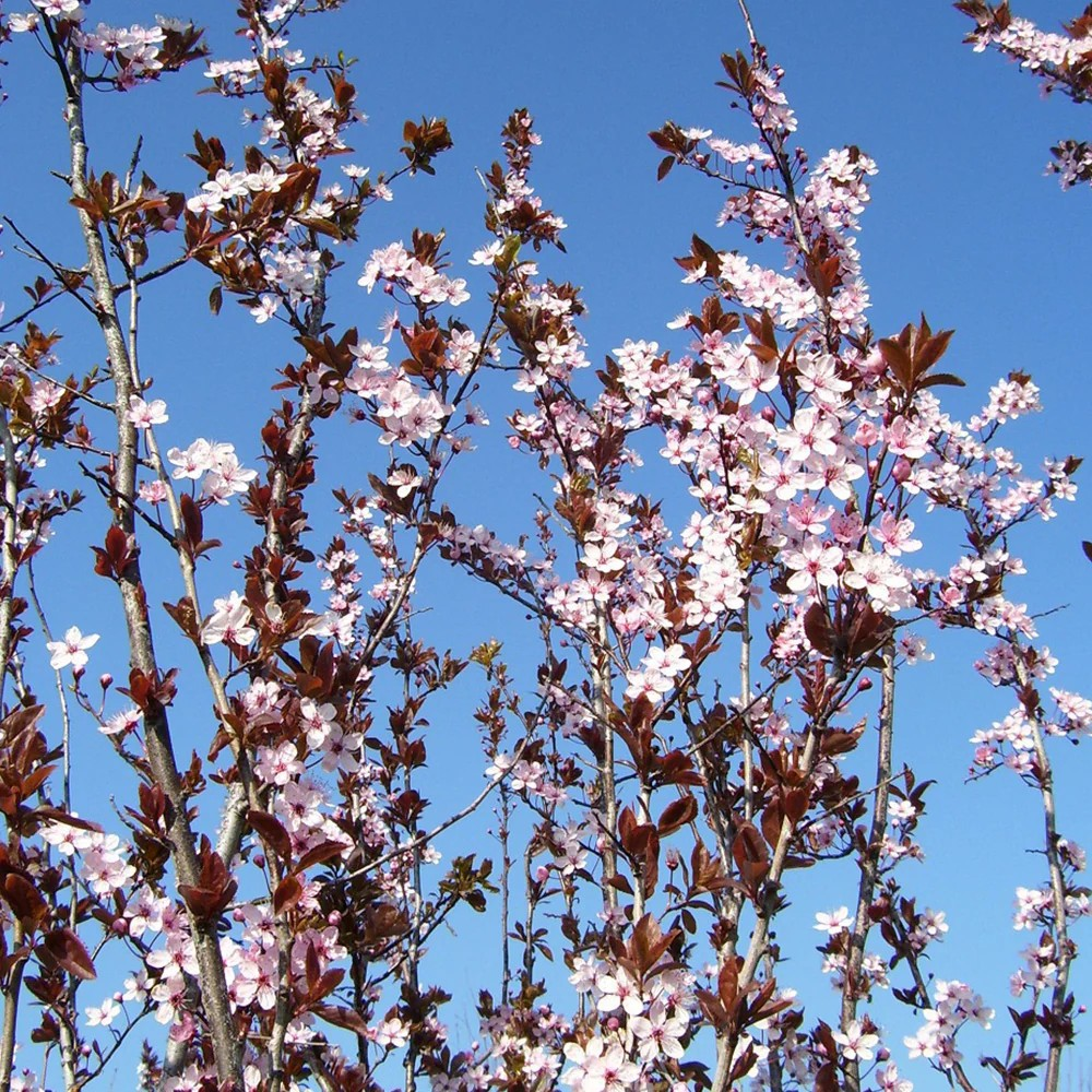 Prunus pissardi 'Nigra' (Black Cherry Plum)