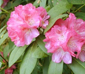 Rhododendron yakushimanum 'Anuschka'