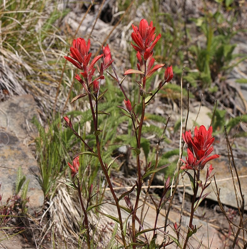 Castilleja miniata (Giant Red Indian Paintbrush)