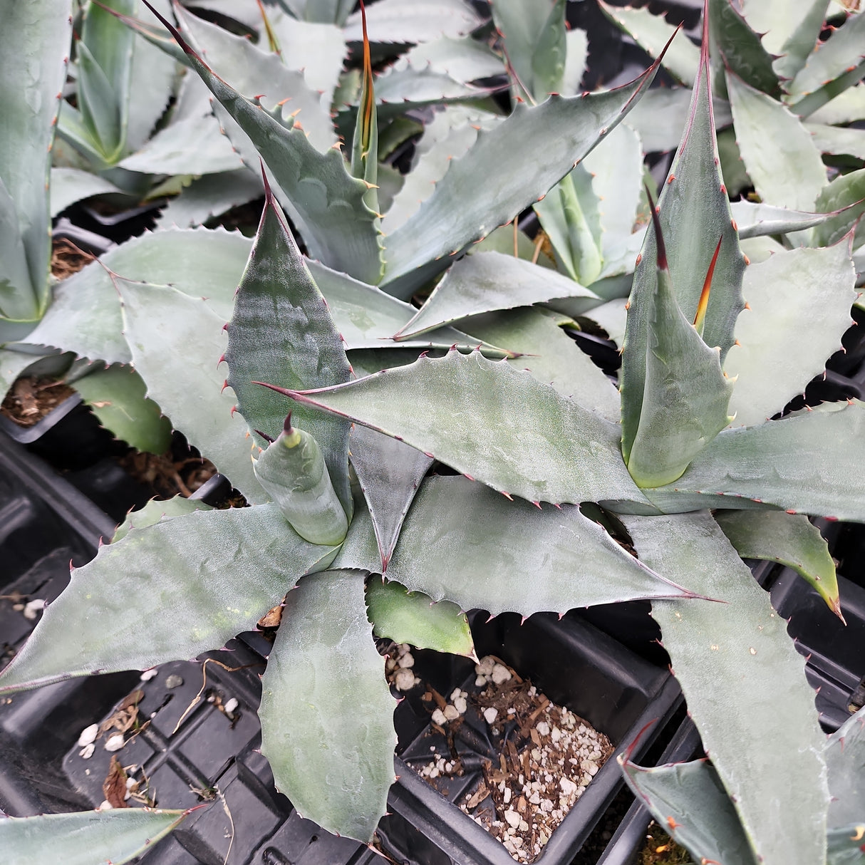 Agave americana subsp. protoamericana