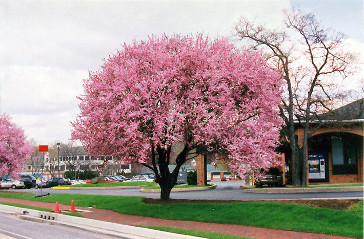 Prunus cerasifera 'Thundercloud' (Thundercloud Plum)