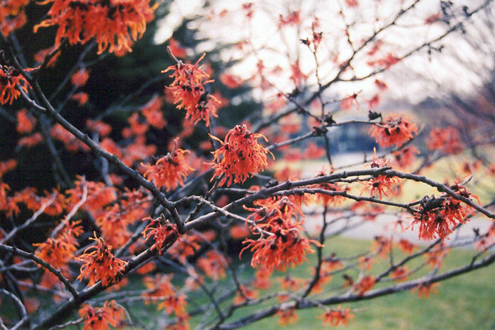 Hamamelis x intermedia 'Diane' (Diane Witchhazel)
