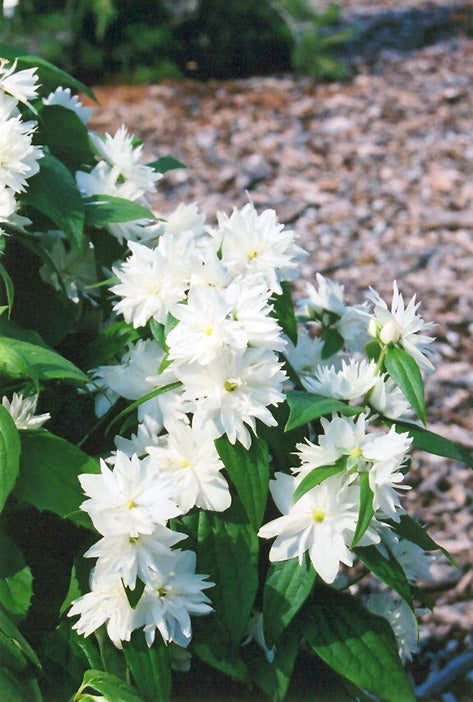 Philadelphus x virginalis 'Minnesota Snowflake' (Minnesota Snowflake Mock Orange)
