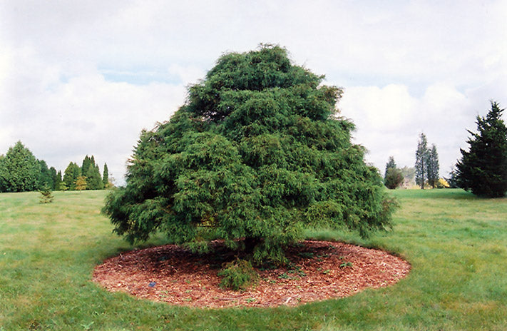 Chamaecyparis pisifera 'Filifera'
