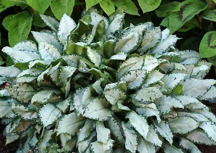 Pulmonaria 'Moonshine' (Lungwort)