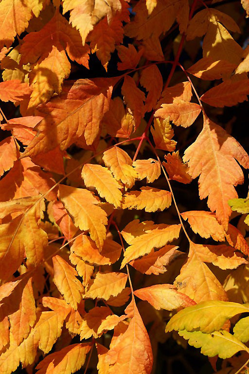 Koelreuteria paniculata 'Coral Sun' (Coral Sun Golden Rain Tree)