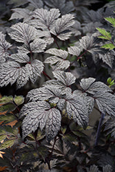 Actaea racemosa 'Chocoholic' (Chocoholic Bugbane)