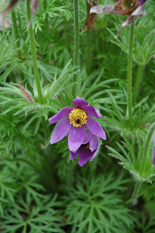 Pulsatilla vulgaris (Pasqueflower)