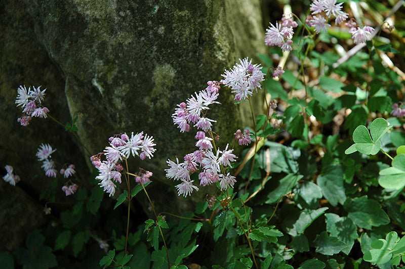 Thalictrum kiusianum (Dwarf Korean Meadow Rue)