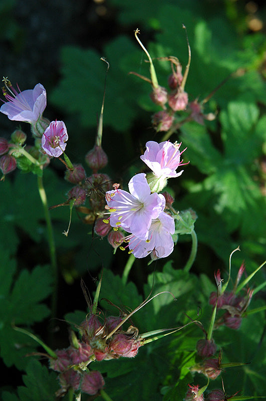 Geranium macrorrhizum 'Ingwersen's Variety'