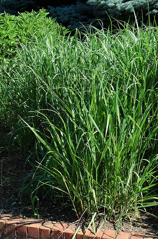 Panicum virgatum (Switch Grass)