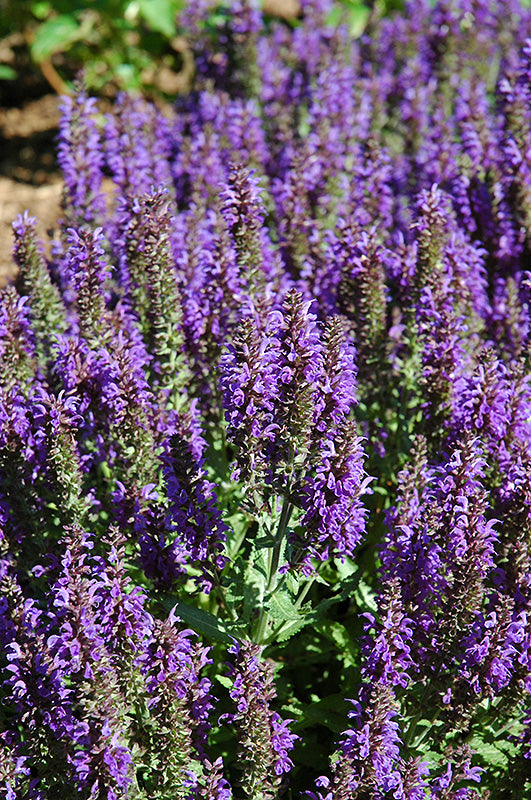 Salvia nemorosa 'Marcus' (Marcus Sage)