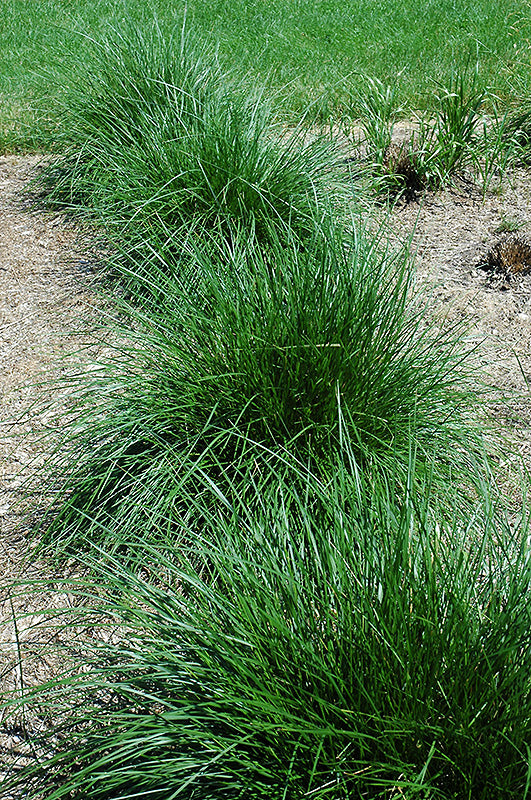 Deschampsia cespitosa (Tufted Hair Grass)