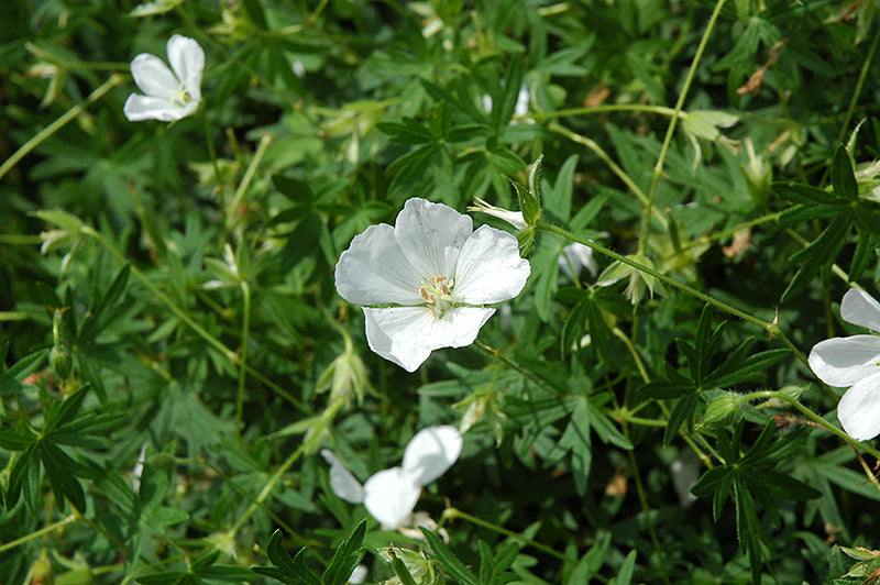 Geranium sanguineum 'Album' (White Cranesbill)