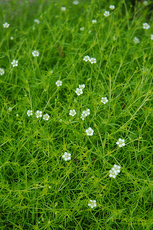 Sagina subulata 'Aurea' (Scotch Moss)