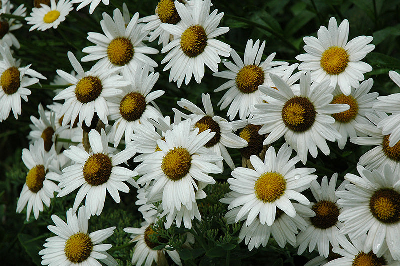 Leucanthemum x superbum 'Alaska'