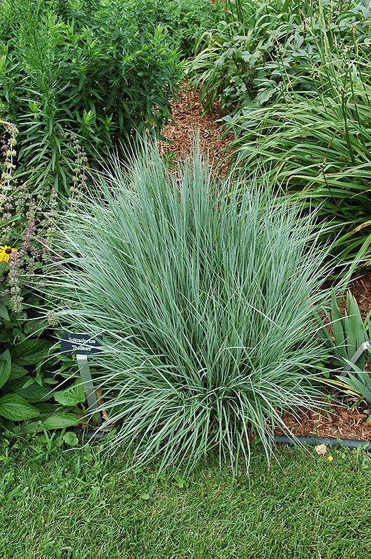 Schizachyrium scoparium 'The Blues' (The Blues Bluestem)