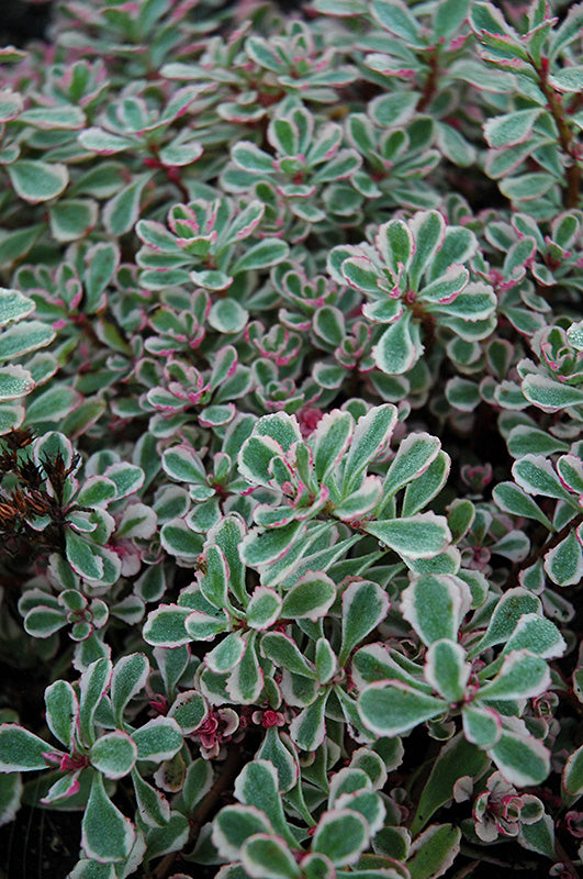 Sedum spurium 'Tricolor' (Tricolor Stonecrop)