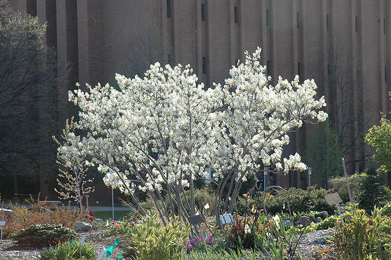 Amelanchier x grandiflora 'Autumn Brilliance' (Serviceberry)