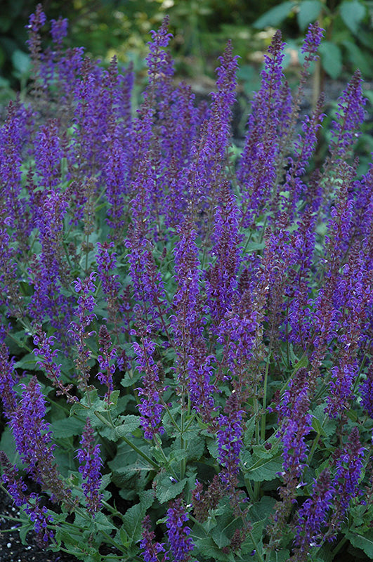 Salvia x sylvestris 'May Night' (May Night Sage)