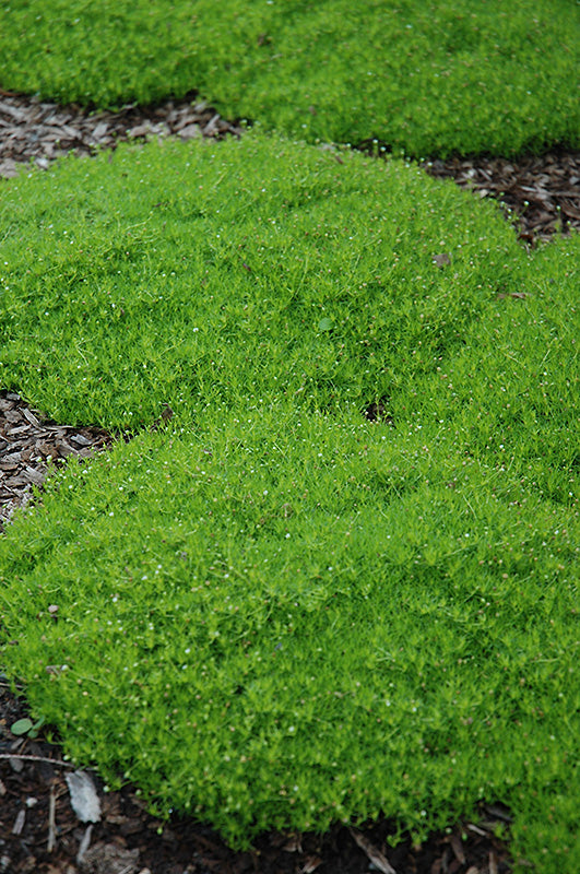 Sagina subulata (Irish Moss)