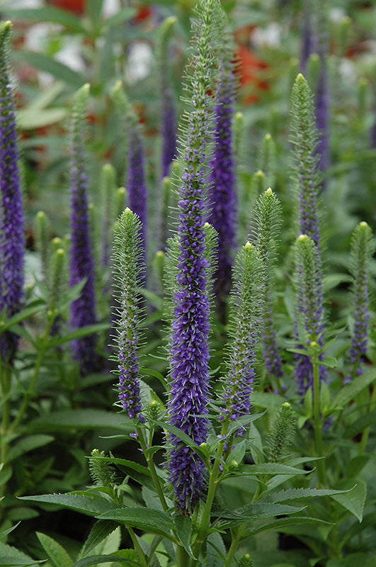 Veronica spicata 'Royal Candles' (Royal Candles Speedwell)