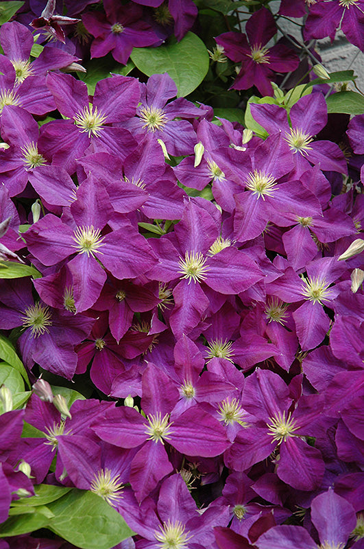 Clematis x jackmanii 'Superba'
