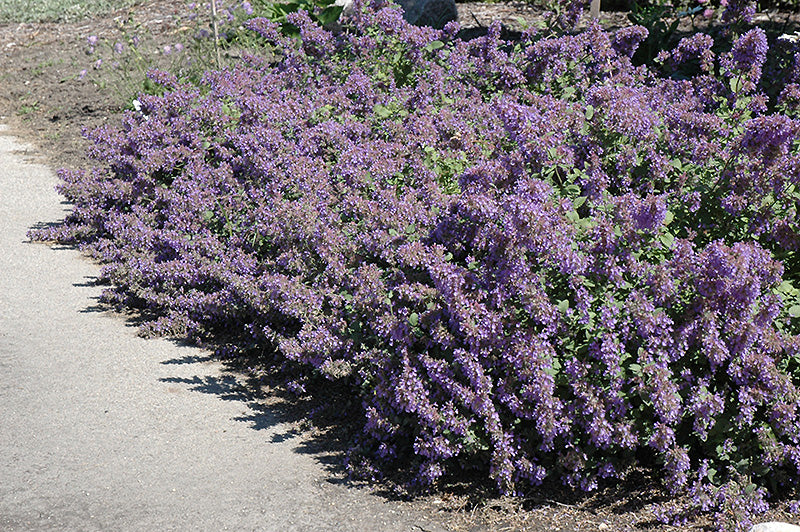 Nepeta x faassenii 'Walker's Low' (Catmint)