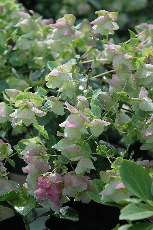 Origanum rotundifolium 'Kent Beauty' (Kent Beauty Oregano)