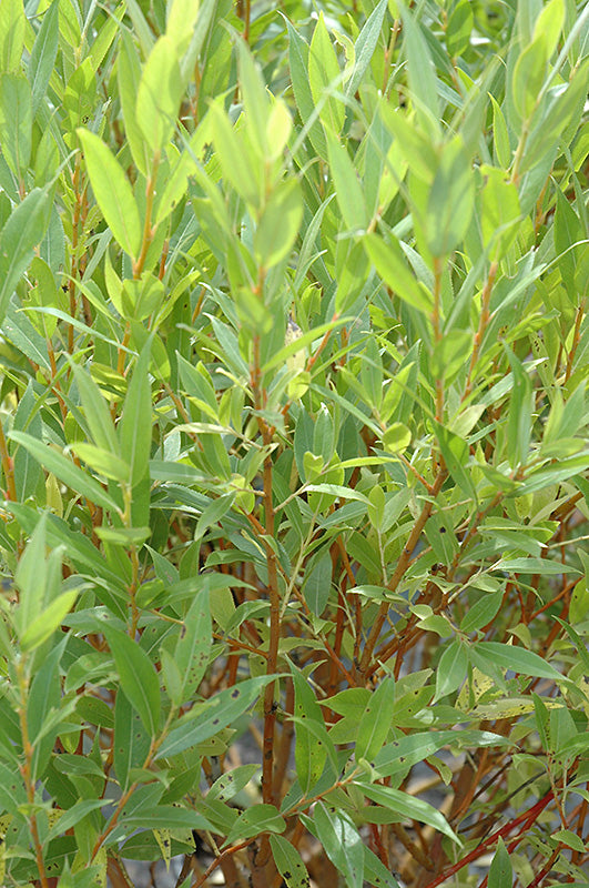 Salix 'Flame' (Flame Willow)