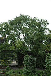 Toona sinensis (Chinese Toon)